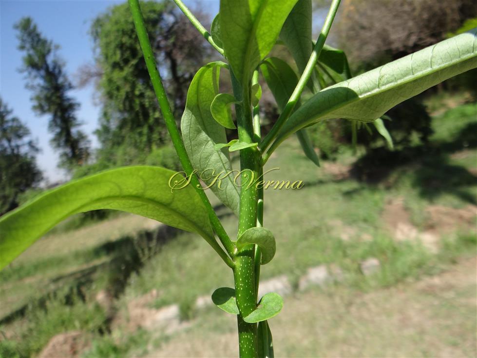  Shoot with stipules